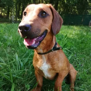 Scooby-Doo