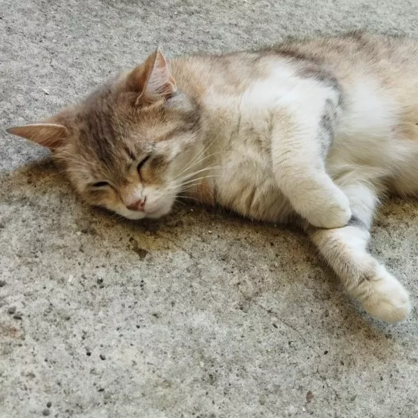 Masha