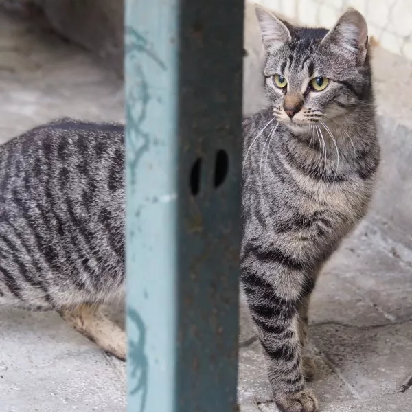 Lilou