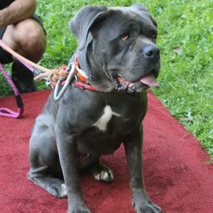 Roxy