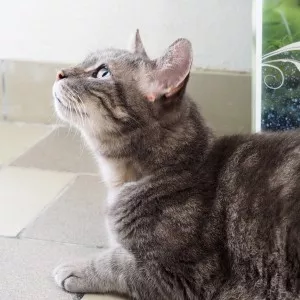 Miaou - Sos