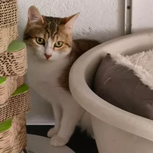 Paprika