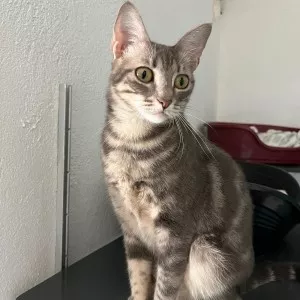 Tamara