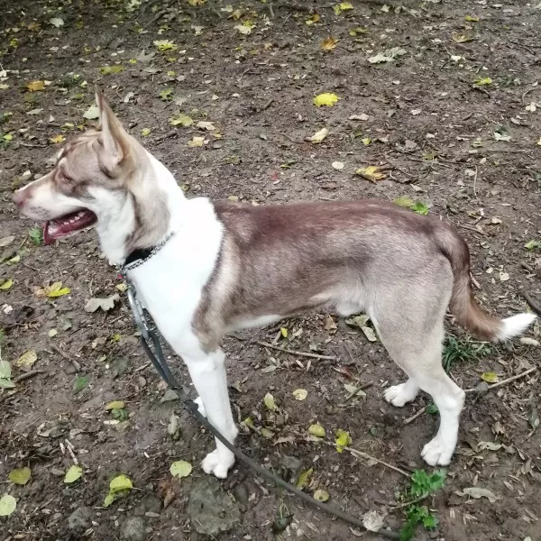 Draco