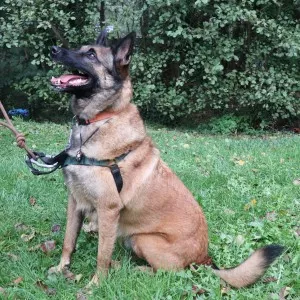 Loki