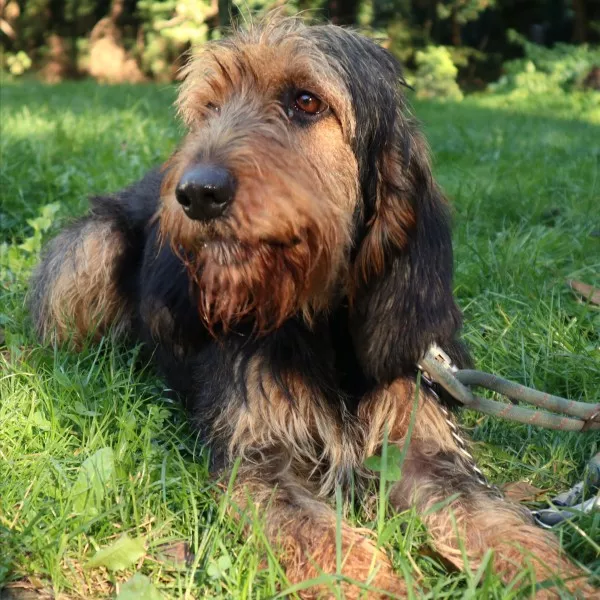 Samson
