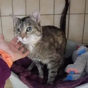 Éléa