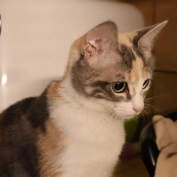 Olivia