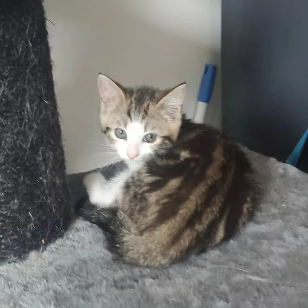 Pepper