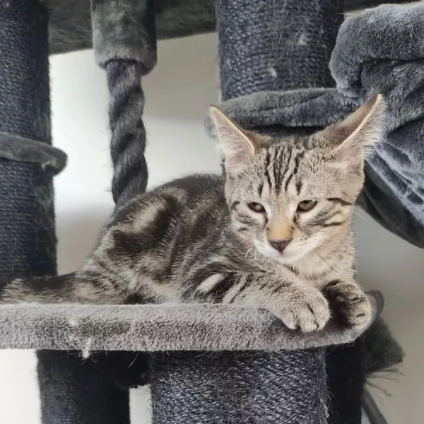Loki