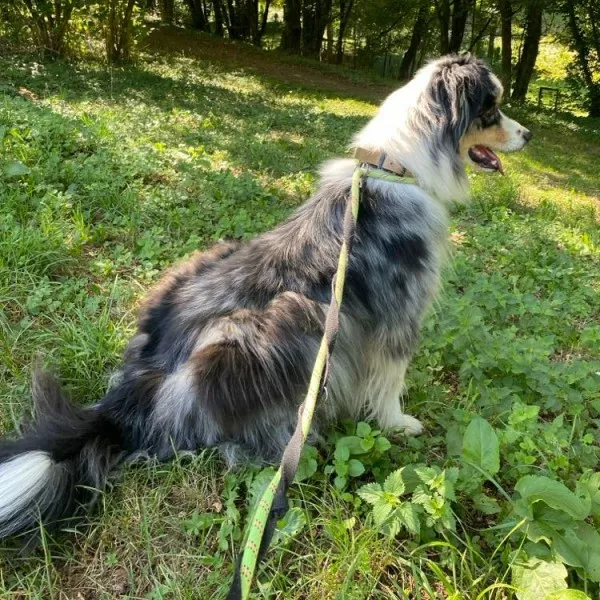 Yoda