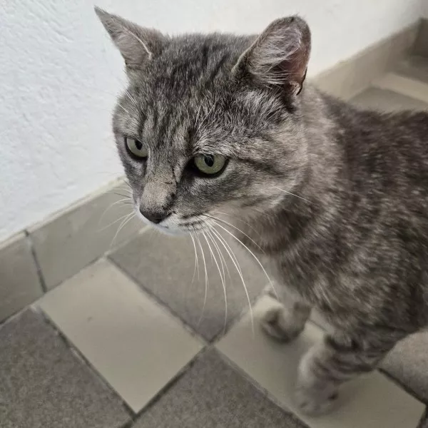 Lulu