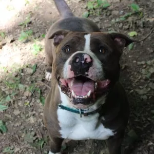 Pako