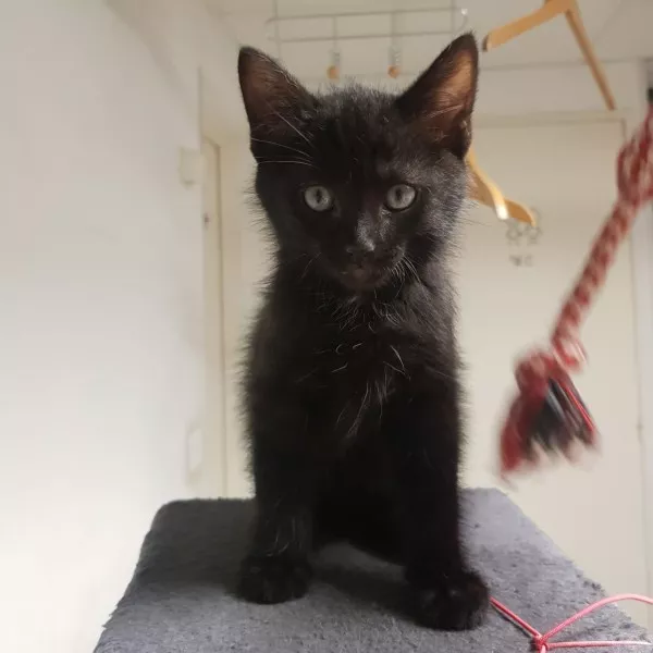 Zorro