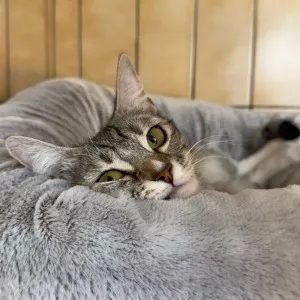 Minette