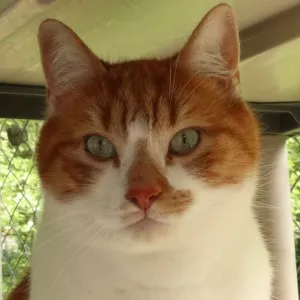 Garfield