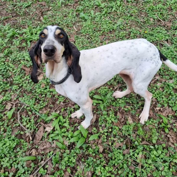 Maya