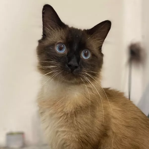 Sheba