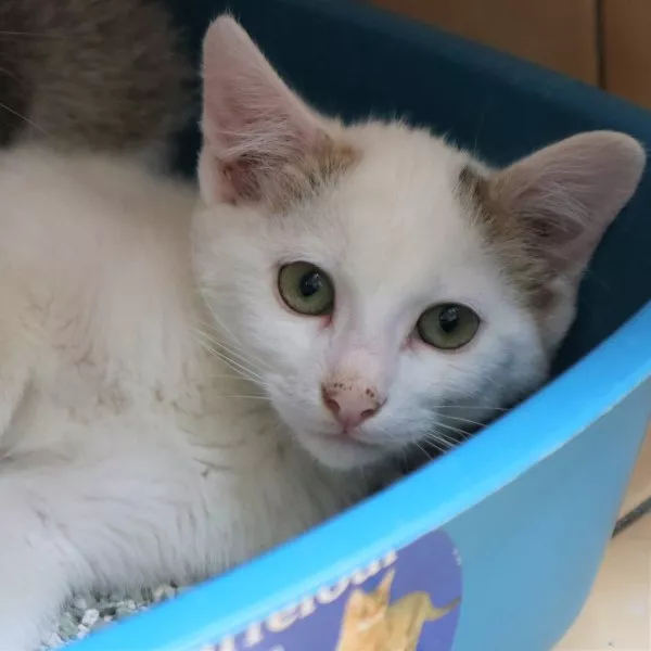 Fast