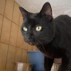 Hector - Coup De Pouce