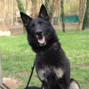 Naya