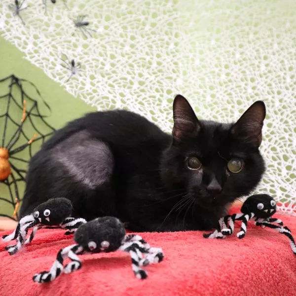 Miracle - Adoption Coup De Pouce