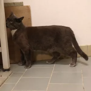 Sirius