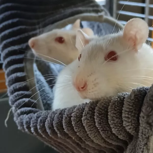Rubis Et Bianca
