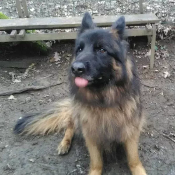 Ciro