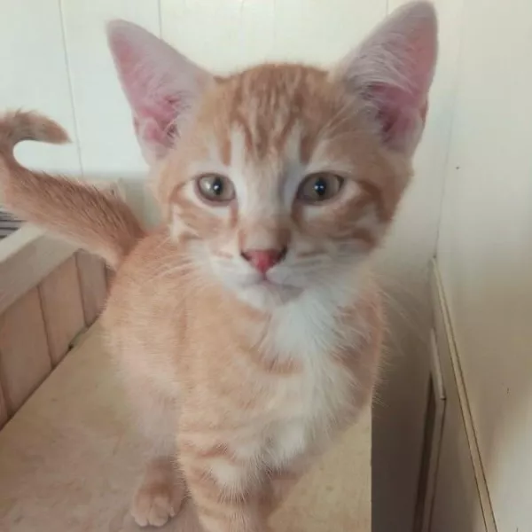 Abricot