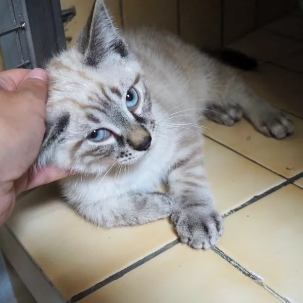 Tango