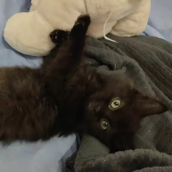 Mojito