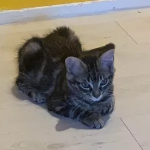 Daiki
