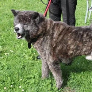 Kovu