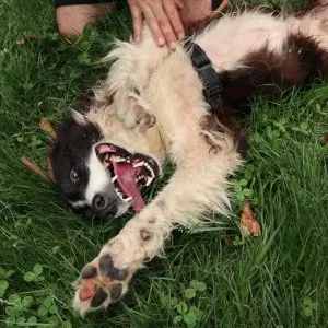 Bandit