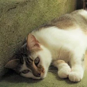 Tiga