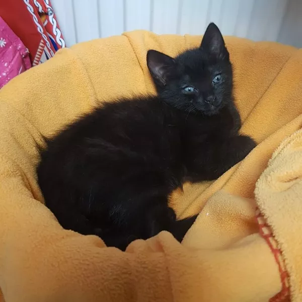 Ziva