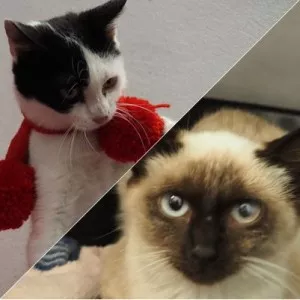 Santa Et Holly