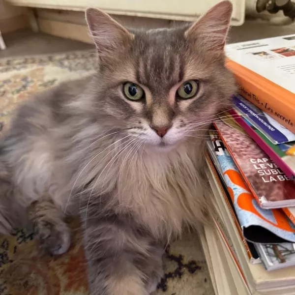Choupette