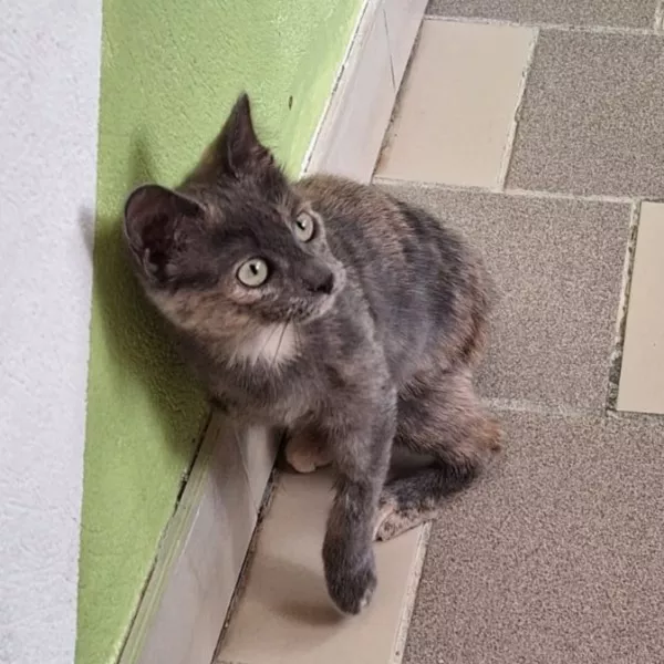 Lili