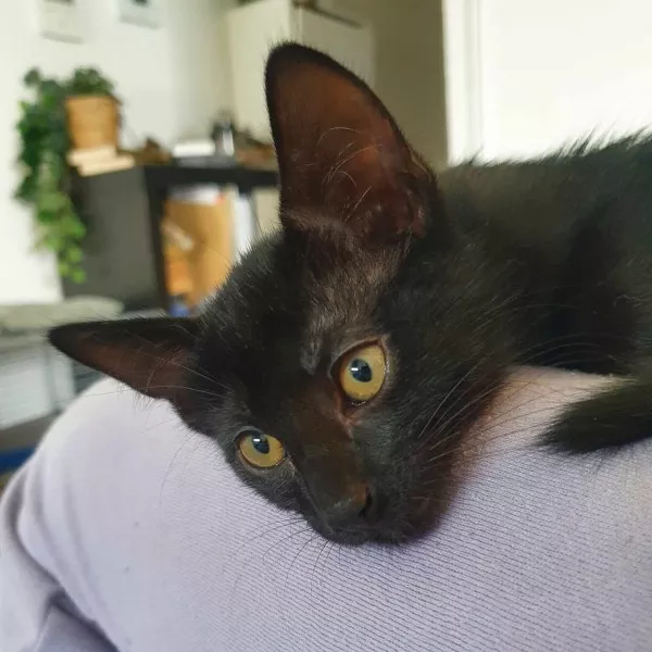 Vador