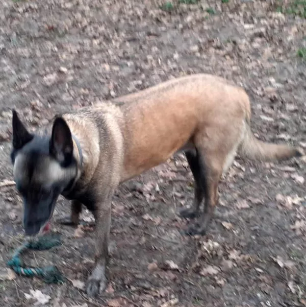 Sookie