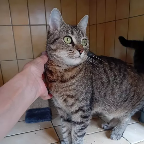 Tikie