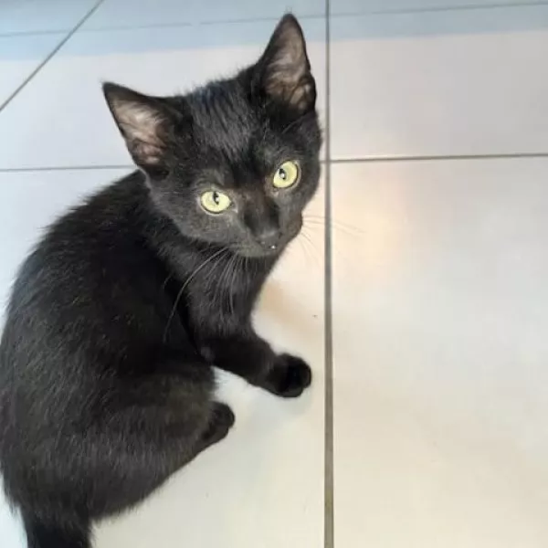 Marius