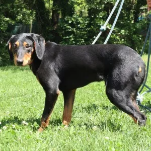 Oscar