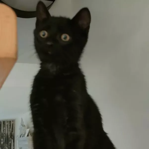 Tarzan