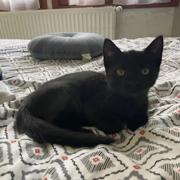 Calypso