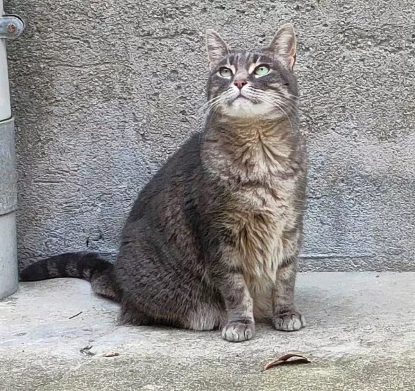 Petruchka - Adoption Coup De Pouce