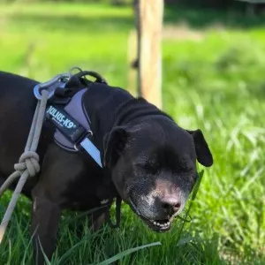 Jazz/ Adopté