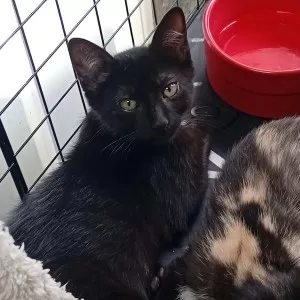 Grosminet